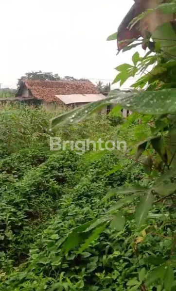 image KEBUN MURAH MERIAH BOGOR (7)