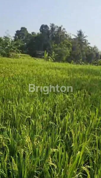 image SAWAH PRODUKTIF MATA AIR MURAH AIR MELIMPAH BOGOR (7)