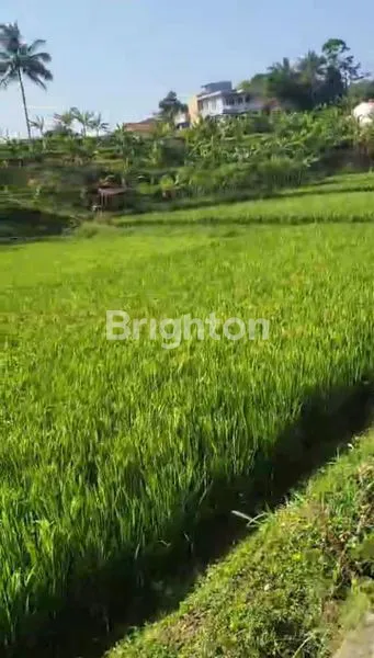 image SAWAH PRODUKTIF MATA AIR MURAH AIR MELIMPAH BOGOR (1)