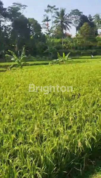 image SAWAH PRODUKTIF MATA AIR MURAH AIR MELIMPAH BOGOR (6)