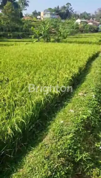 image SAWAH PRODUKTIF MATA AIR MURAH AIR MELIMPAH BOGOR (8)
