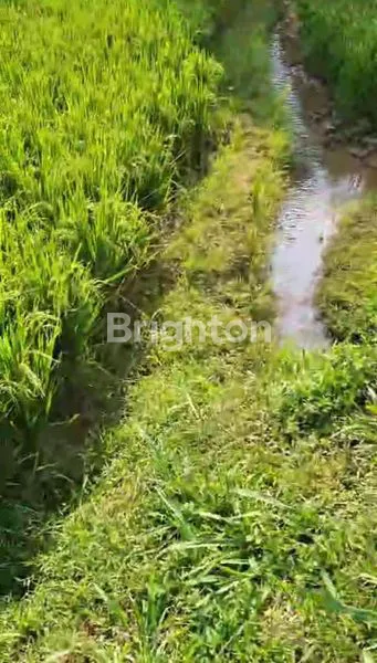 image SAWAH PRODUKTIF MATA AIR MURAH AIR MELIMPAH BOGOR (4)