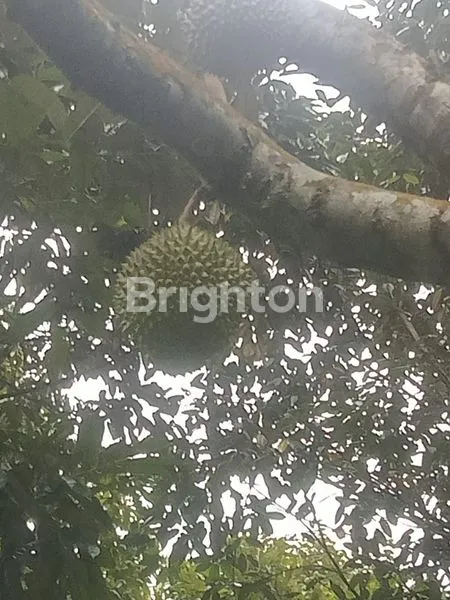 KEBUN POHON DURIAN MONTONG, MISANGKING, BAWOR