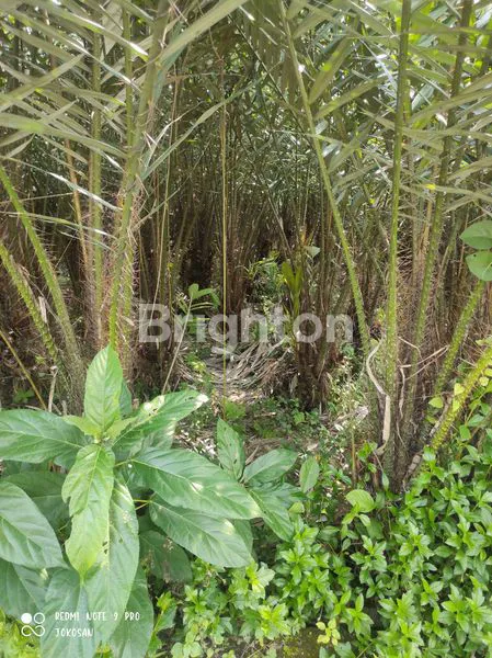 image TANAH STRATEGIS PINGGIR JALAN KABUPATEN. (6)