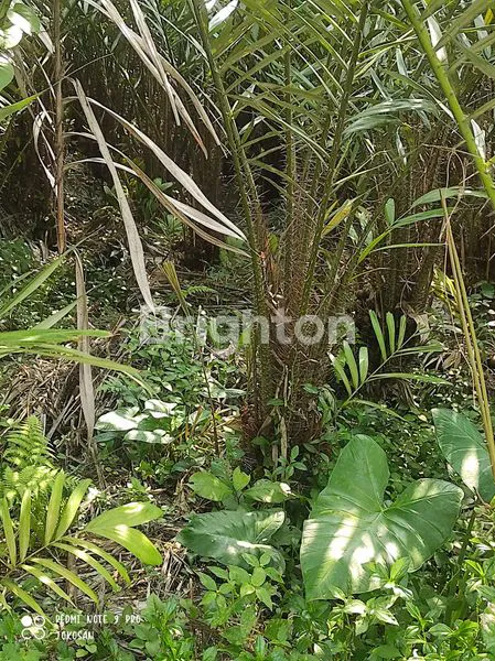 image TANAH STRATEGIS PINGGIR JALAN KABUPATEN. (4)