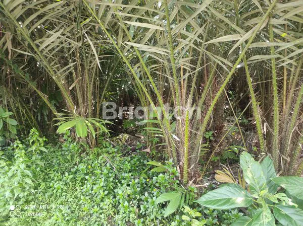 image TANAH STRATEGIS PINGGIR JALAN KABUPATEN. (5)