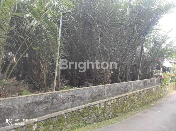 image TANAH PEKARANGAN DITANAM POHON SALAK. (6)