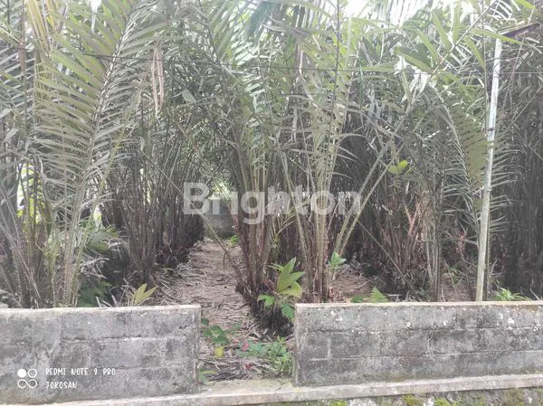 image TANAH PEKARANGAN DITANAM POHON SALAK. (5)