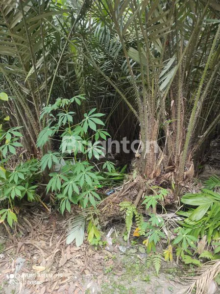 image TANAH PEKARANGAN DITANAM POHON SALAK. (4)