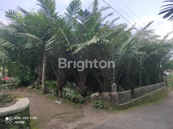 image TANAH PEKARANGAN DITANAM POHON SALAK. (1)