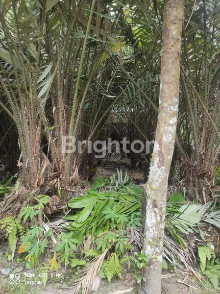 image TANAH PEKARANGAN DITANAM POHON SALAK. (7)