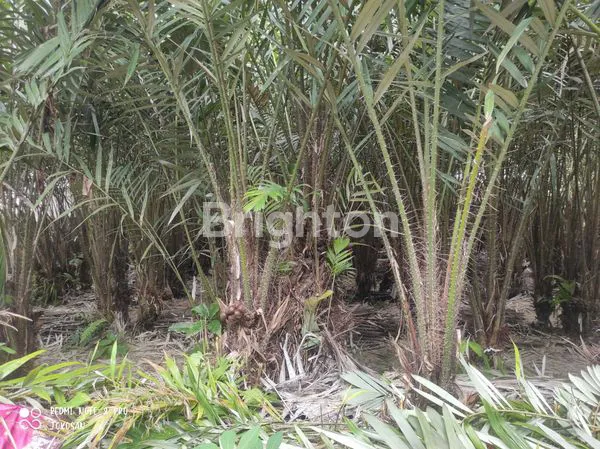 image TANAH PEKARANGAN DITANAM POHON SALAK. (3)