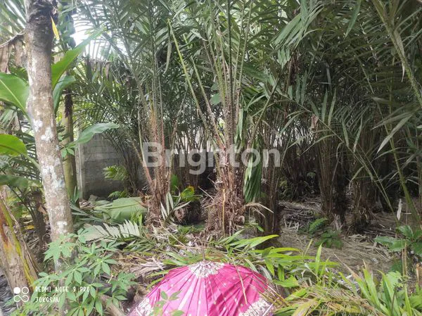 image TANAH PEKARANGAN DITANAM POHON SALAK. (2)