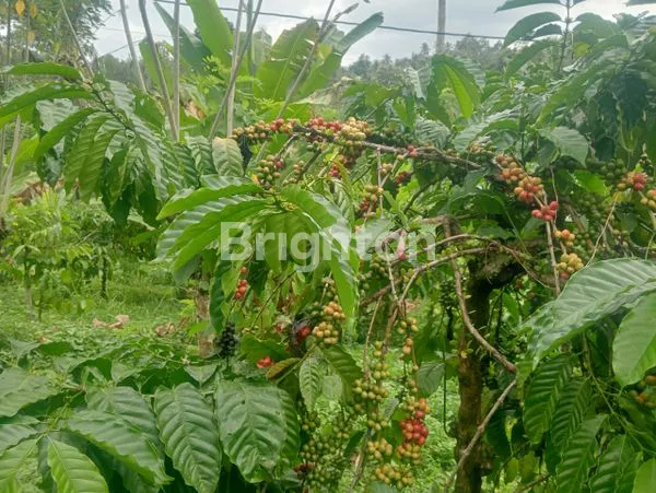 image TANAH PERKEBUNAN MURAH FULL ISI SIAP PANEN AREA SELEMADEG (3)