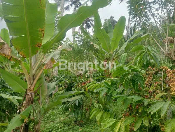 image TANAH PERKEBUNAN MURAH FULL ISI SIAP PANEN AREA SELEMADEG (4)