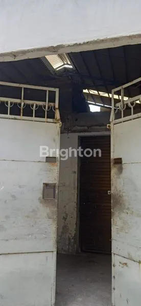 image KAPAS MADYA KEDUNG COWEK KENJERAN  (1)