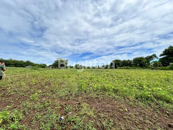 image LAHAN LUAS UNTUK GUDANG ATAU PERUMAHAN DI BULELENG LOKASI STRATEGIS (1)