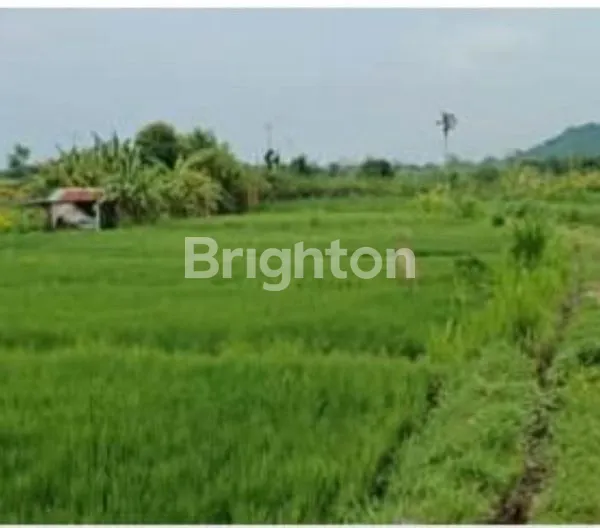image  LAHAN SAWAH PINGGIR JALAN RAYA, INVESTASI JANGKA PANJANG  (4)