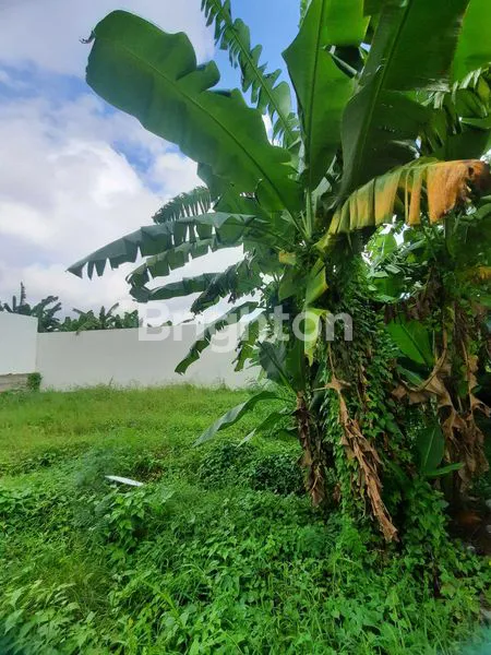 image TANAH INVESTASI STRATEGIS LUAS 283 M2 DI UMALAS, DEKAT JALAN RAYA KEROBOKAN! (3)