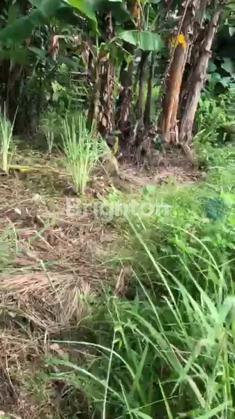 image TANAH PEKARANGAN DI WATUPLUMBON - MIJEN (3)