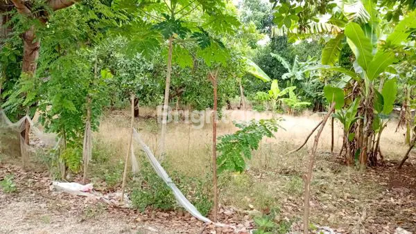 TANAH STRATEGIS LUAS 480M2 DI JALAN WAIKELLO, SUMBA BARAT DAYA