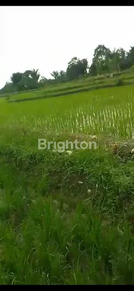 image TANAH STRATEGIS DIJUAL JLN BAHKORA II RAYA (5)