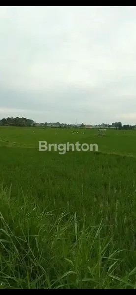 image TANAH STRATEGIS DIJUAL JLN BAHKORA II RAYA (3)