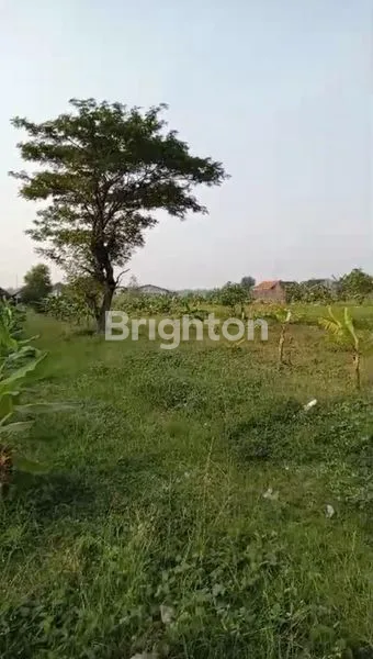 image BALONGBARU SOLO JAWA TENGAH (1)