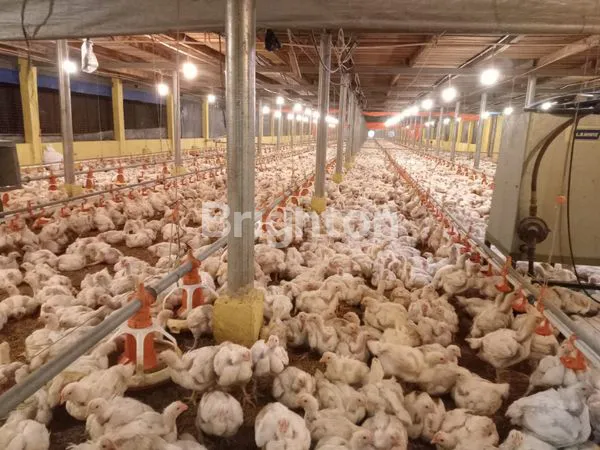 DIJUAL LAHAN DAN PETERNAKAN AYAM SELUAS 1,1 HA DI SUBANG