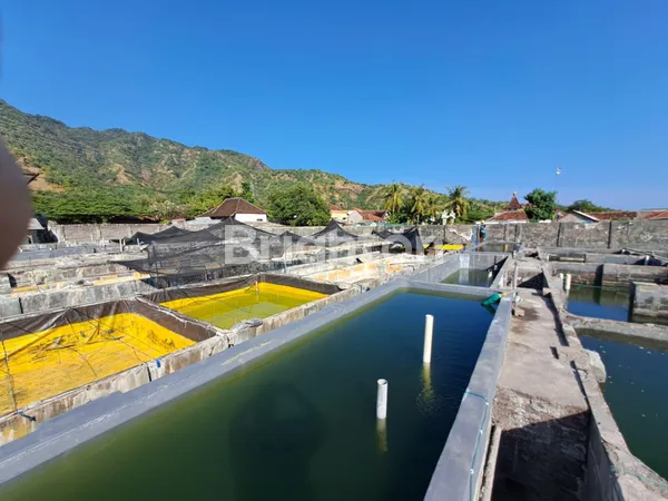 image DI JUAL HITUNG TANAH, HATCHERY FISH FARM BANDENG DI DAERAH BULELENG BALI  (2)