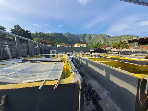 image DI JUAL HITUNG TANAH, HATCHERY FISH FARM BANDENG DI DAERAH BULELENG BALI  (3)