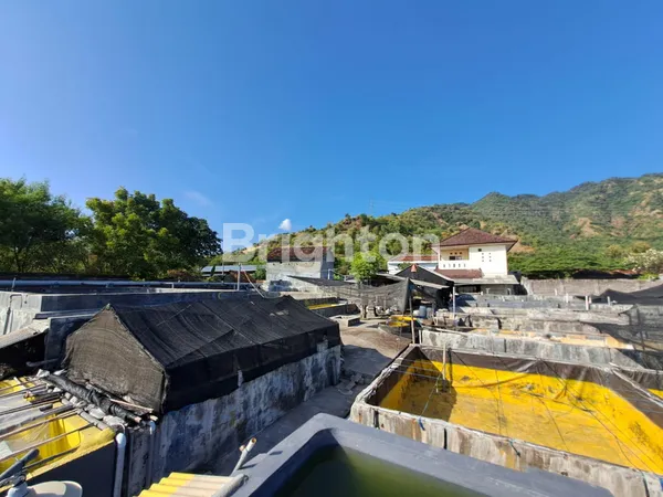 image DI JUAL HITUNG TANAH, HATCHERY FISH FARM BANDENG DI DAERAH BULELENG BALI  (4)