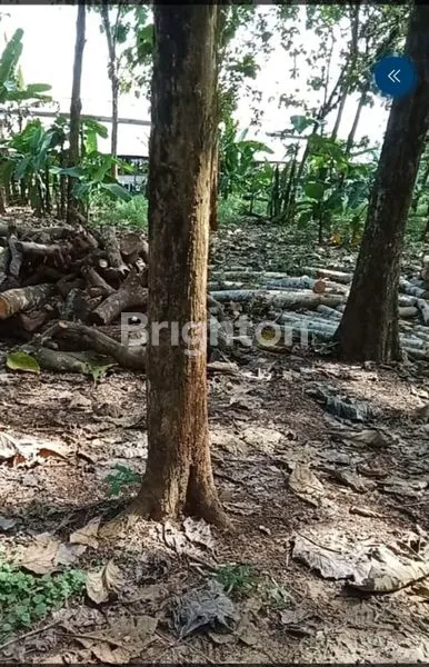 image TANAH KEBUN JATI DI WONOPLUMBON - MIJEN (1)