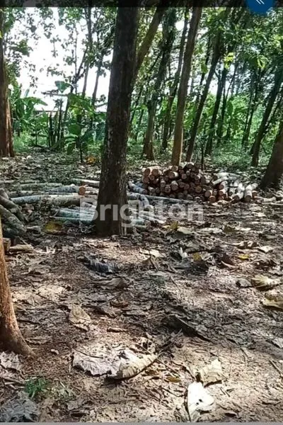 image TANAH KEBUN JATI DI WONOPLUMBON - MIJEN (2)