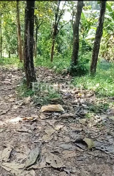 image TANAH KEBUN JATI DI WONOPLUMBON - MIJEN (3)