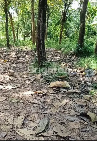 image TANAH KEBUN JATI DI WONOPLUMBON - MIJEN (5)