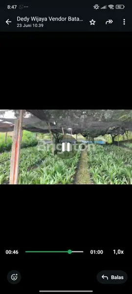 image TANAH KERAS DI TANJUNG MORAWA (7)