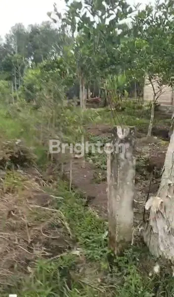 image LAHAN KOSONG SIAP DIGARAP  (4)