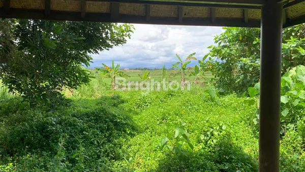 image TANAH 1 HEKTAR DI MENGWI - BADUNG - BALI (3)