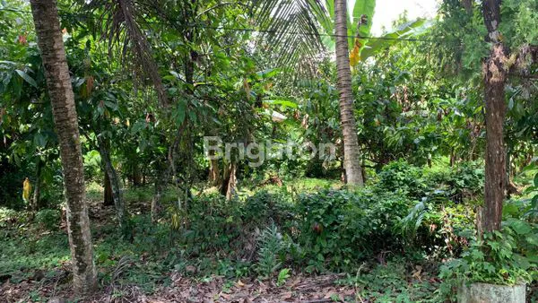 image TANAH 1 HEKTAR DI MENGWI - BADUNG - BALI (5)