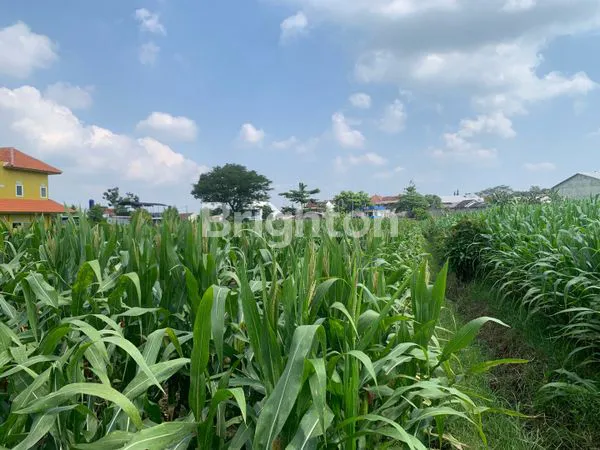 TURUN HARGA DIJUAL SAWAH SIAP TANAM DI GEDOG, BLITAR – 50 RU SAJA!