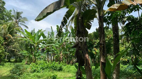 image TANAH KOSONG 1HA GULINGAN MENGWI (4)