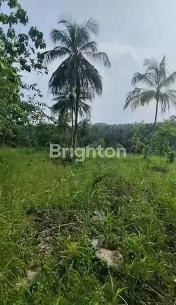 image TANAH PRODUKTIF 8 HEKTAR DI DESA BUDIDAYA, SIDOMULYO, LAMPUNG SELATAN (1)