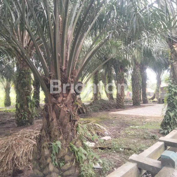 image DI JUAL TANAH  (1)