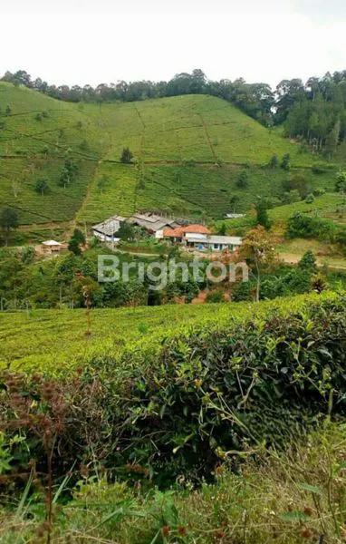 image KEBUN TEH KOMERSIAL 53 HA MAJALENGKA – LENGKAP VILLA, MESIN, & SHM (4)