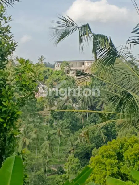 image TANAH KEBUN DIJUAL BERLOKASI DI KOTA NEGARA JEMBRANA BALI DENGAN INVESTASI YANG SANGAT MENGUNTUNGKAN (8)