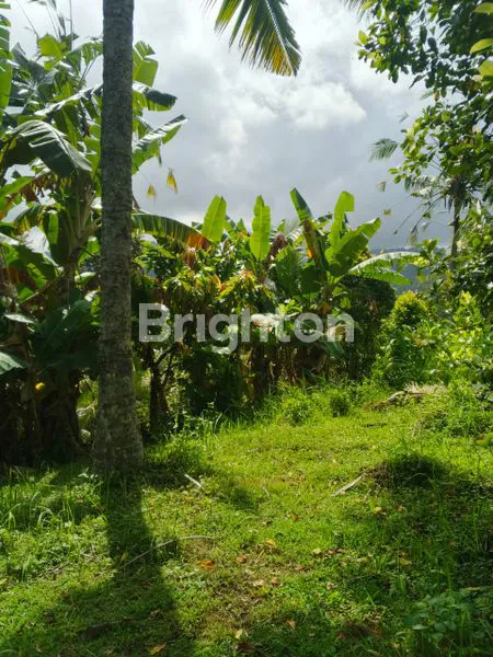 image TANAH KEBUN DIJUAL BERLOKASI DI KOTA NEGARA JEMBRANA BALI DENGAN INVESTASI YANG SANGAT MENGUNTUNGKAN (5)