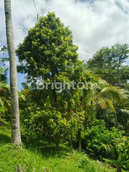 image TANAH KEBUN DIJUAL BERLOKASI DI KOTA NEGARA JEMBRANA BALI DENGAN INVESTASI YANG SANGAT MENGUNTUNGKAN (2)