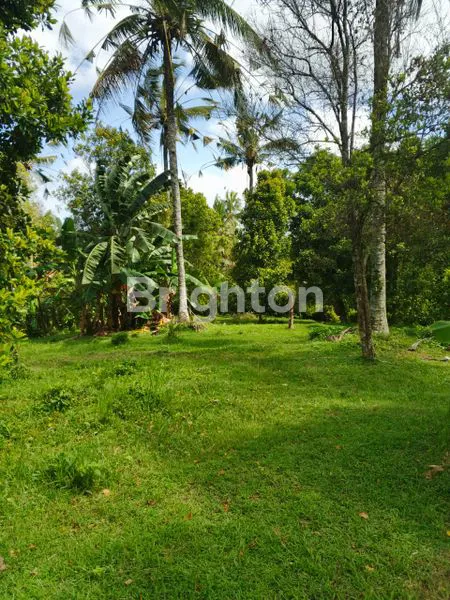 image TANAH KEBUN DIJUAL BERLOKASI DI KOTA NEGARA JEMBRANA BALI DENGAN INVESTASI YANG SANGAT MENGUNTUNGKAN (4)