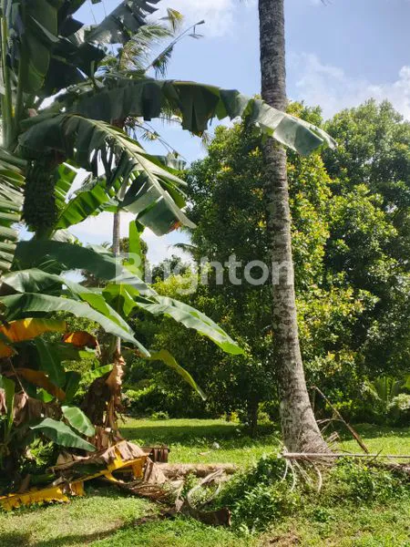 image TANAH KEBUN DIJUAL BERLOKASI DI KOTA NEGARA JEMBRANA BALI DENGAN INVESTASI YANG SANGAT MENGUNTUNGKAN (6)